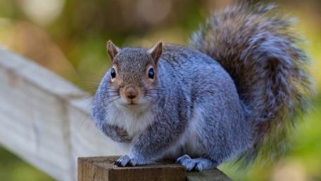 Charming Squirrel Posing for the Camera wallpaper