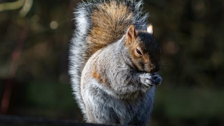 Charming Squirrel in Nature's Embrace wallpaper
