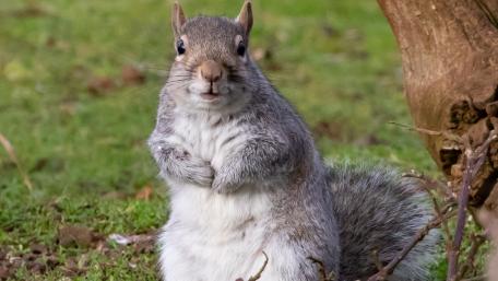 Charming Squirrel in Nature's Embrace wallpaper