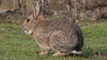 Gentle Rabbit in Natural Habitat wallpaper