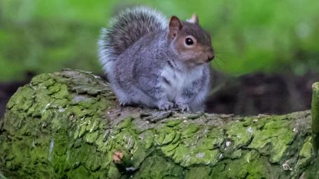 Charming Squirrel Captured in Nature wallpaper