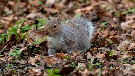 Charming Squirrel Among Fall Leaves wallpaper