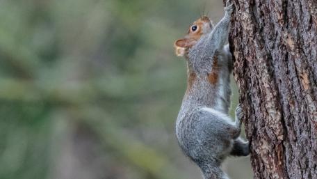 Playful Squirrel Climbing a Tree wallpaper