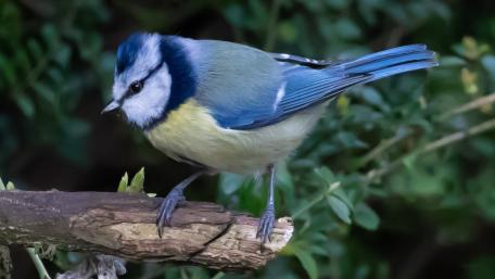 Charming Blue Bird Perched on a Branch wallpaper