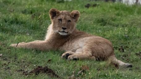 Playful Lion Cub Relaxing on Green Grass wallpaper