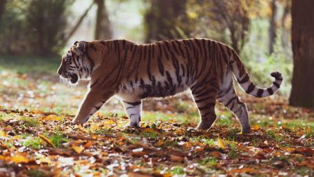 Majestic Tiger in Autumn Landscape wallpaper