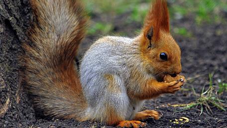 Charming Squirrel Enjoying a Snack wallpaper