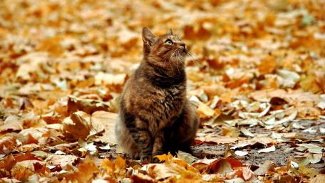 Charming Cat Among Autumn Leaves wallpaper