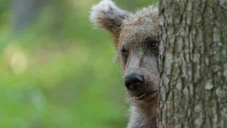 Curious Bear Peeking from Tree Trunk wallpaper