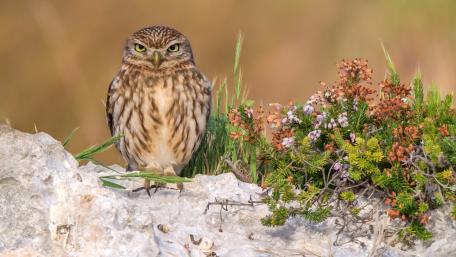 Little Owl on a Rocky Perch wallpaper