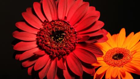 Vibrant Blooms Against Darkness wallpaper