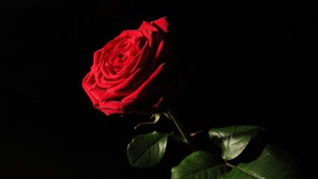 Beautiful Red Rose in Darkness wallpaper
