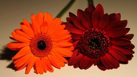 Vibrant Gerbera Flowers in Harmony wallpaper