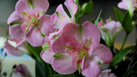 Delicate Pink Blooms Bringing Tranquility and Charm wallpaper