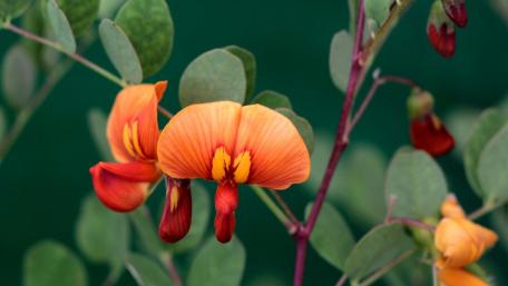 Vibrant Orange and Red Blooms Among Lush Greenery wallpaper