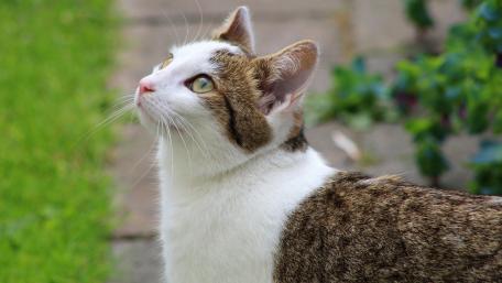 Curious Cat Gazing at Nature wallpaper