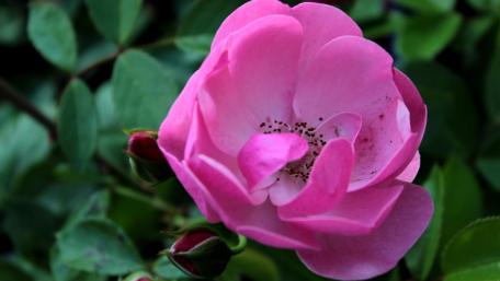 Elegant Pink Rose Bloom in a Garden Setting wallpaper