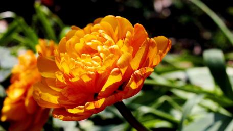 Bright and Cheerful Orange Flower Wallpaper wallpaper