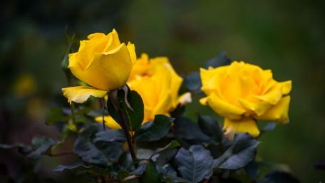 Vibrant Yellow Roses in Bloom wallpaper