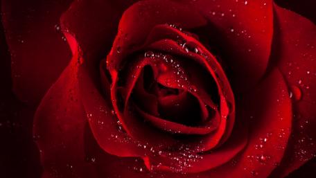 Radiant Red Rose with Dew Drops wallpaper