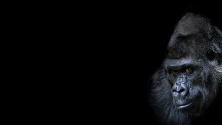 Majestic Gorilla in Dark Shadows wallpaper