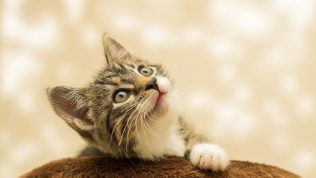 Adorable Cat Gazing Brightly wallpaper