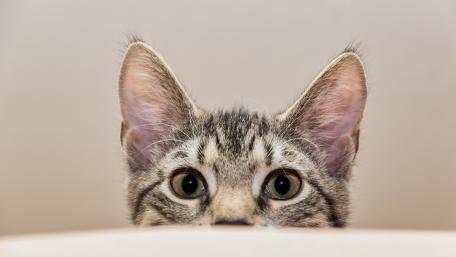 Curious Cat Peeking Over a Surface wallpaper