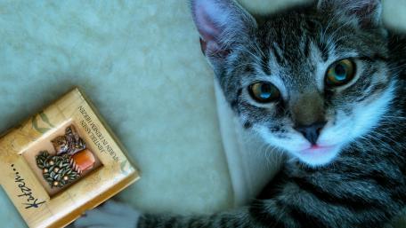 Curious Tabby Cat with Treats wallpaper