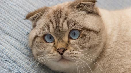 Blue-Eyed British Shorthair Cat Wallpaper wallpaper