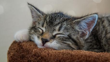 Cozy Sleeping Cat Wallpaper wallpaper