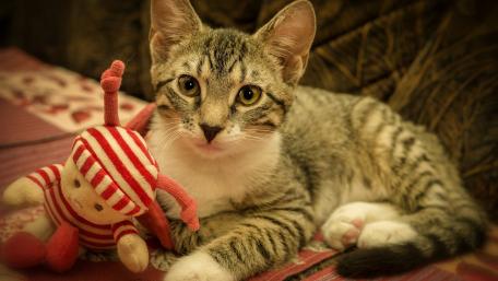 Adorable Tabby Cat with a Toy Companion wallpaper
