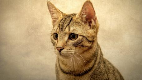Adorable Cat Portrait in Soft Tones wallpaper
