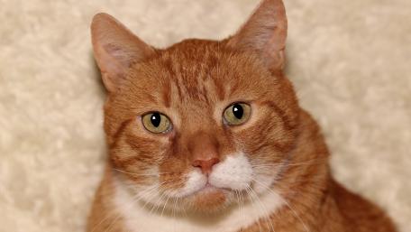 Charming Orange Cat Relaxing on Soft Surface wallpaper