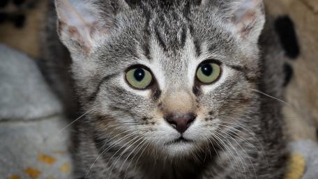 Captivating Gaze of a Playful Cat wallpaper
