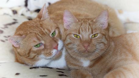 Cozy Companions of the Feline Kind wallpaper