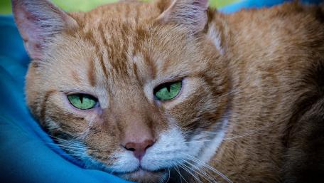 Charming Ginger Cat with Striking Green Eyes wallpaper