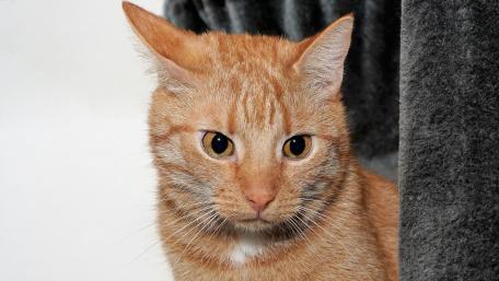 Charming Orange Tabby Cat Portrait wallpaper