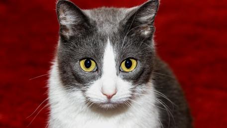 Graceful Cat with Striking Yellow Eyes wallpaper