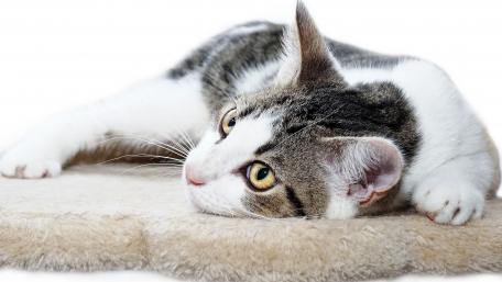 Charming Domestic Cat at Resting Spot wallpaper