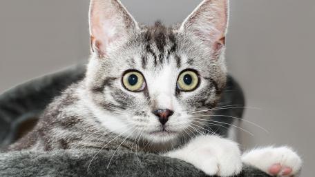Captivating Cat Eyes in Focus wallpaper