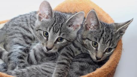 Playful Gray Kittens in a Cozy Bed wallpaper