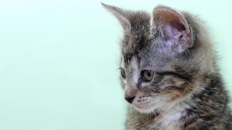 Charming Kitten Portrait wallpaper