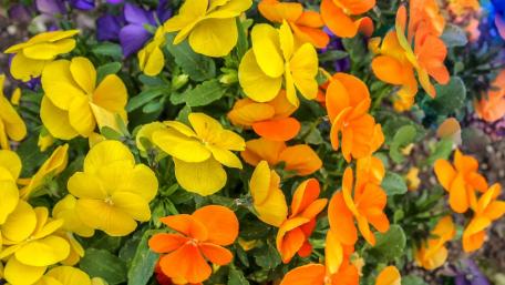 Vibrant Blossom Palette for Your Space wallpaper