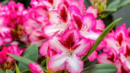 Vibrant Pink Blossoms in Bloom wallpaper