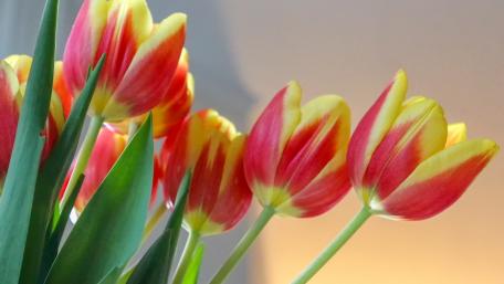 Colorful Tulips in Blooming Harmony wallpaper