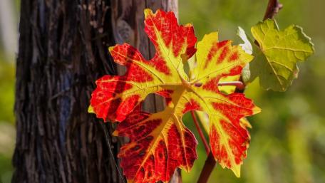 Vibrant Autumn Leaves Captured in Nature's Palette wallpaper