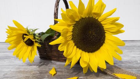 Vibrant Sunflower Display in a Rustic Basket wallpaper