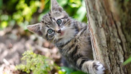 Cat climbing up a tree wallpaper