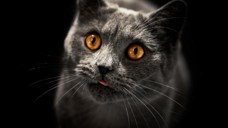 Mystifying Gaze of a Grey Cat wallpaper
