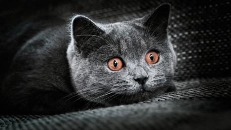 Mysterious Grey Cat with Striking Eyes wallpaper